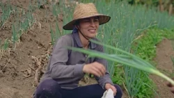 Juliet and Don Saúl Ospina’s Onion Farm | The Countryside According to Tano | Teleantioquia