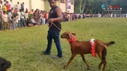 যুবসমাজকে মাদক মুক্ত ও সুস্থ সুন্দর সমাজ গড়তে খেলাধুলার বিকল্প নেই - আলমগীর সরকার