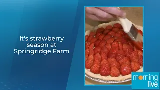 It's strawberry season at Springridge Farm