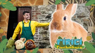 Fíricí Fíochmhara | Coiníní | Amhrán 🐰