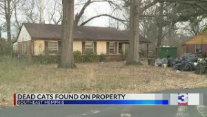 Evicted tenant leaves behind 17 dead animals