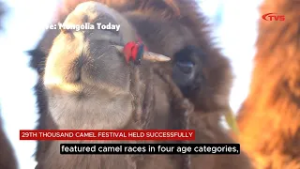 FAST 5IVE: MONGOLIA TODAY (29th Thousand camel festival held successfully)