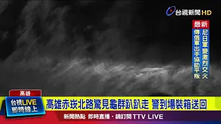 Turtles Spotted Wandering Down Chikan North Road in Kaohsiung; Police Rescue and Box Them Up【Brea...