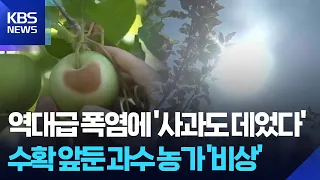 “Apples are getting sunburned” from the heatwave… Emergency prevention for farms / KBS 07.30.2026