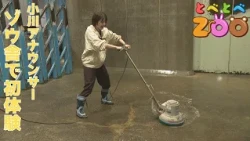 [Tobe Tobe ZOO] Announcer Ogawa experiences being a zookeeper at the elephant house