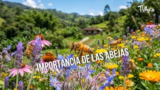 The Importance of Bees to the Urban Ecosystem - TvAgro by Juan Gonzalo Angel