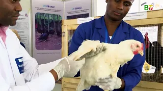 Métier vétérinaire : innover pour mieux soigner | Bénin TV | 23 septembre 2026