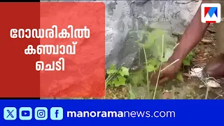 Cannabis plant found by the roadside; seized by Excise during Operation Toofan | Operation Toofan