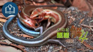 【大自然逐樣解4】第4集《蜥變》預告