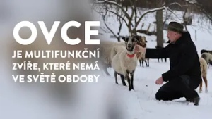 Ostrava Woolfest – Ovčí vlna tradičně a inovativně | Roman Cieslar v Živě s Noe