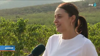 Suša ubrzala berbu vršačkih vinograda