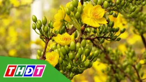 Kỳ vọng năm mới | THDT