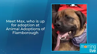 Meet Max, who is up for adoption at Animal Adoptions of Flamborough