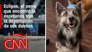Separado de sus dueños por la deportación, este perro responde al español en su nuevo hogar