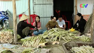 Water spinach plants create livelihoods and increase income for people in Khanh An commune.