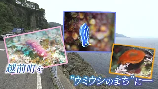 “海の宝石”ウミウシの聖地、越前海岸　地元ダイビングショップが観光資源として町おこし　（2026年8月11日放送）