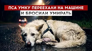Umka the dog was hit by a car and left to die