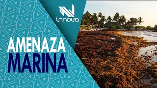 Sargassum in the Caribbean | Solutions and proposals from Venezuela | Innova