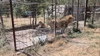 What the Environmental Guard found at an illegal zoo in Dâmbovița. The animals, relocated