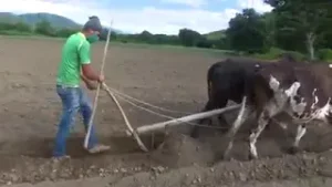 En la finca Limones de Oro Yoanni Solano produce viandas, hortalizas, vegetales y leche