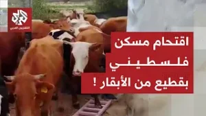 في مشهد صادم.. مستوطنون يقتحمون مسكن فلسطيني بقطيع من الأبقار شرق الضفة