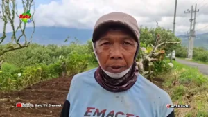 TERDAMPAK CUACA, VOLUME HASIL PANEN APEL TURUN