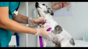 Castración en mascotas: mitos, verdades y recomendaciones