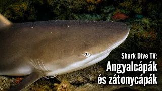 Shark Dive TV S1 Episode 3: Angyalcápák és zátonycápák testközelből