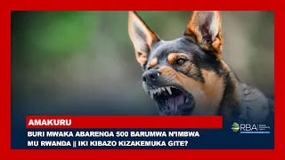 Buri mwaka abarenga 500 barumwa n’imbwa mu Rwanda || RAB yatangaje uko ikibazo kizakemuka