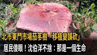 The cypress tree at Dongmen Market was mistakenly cut down after being transplanted; Shen Boyang ...