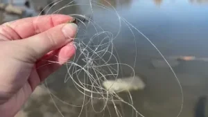 Discarded fishing line poses danger to ducks at Clearfield pond
