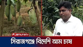 বিদেশি জাতের আম চাষে সফল সিরাজগঞ্জের উদ্যোক্তা | SIRANJGANJ | Mango | JamunaTV