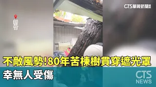 Overpowered by the Wind! 80-Year-Old Chinaberry Tree Pierces Canopy, No Injuries Reported｜CTS New...