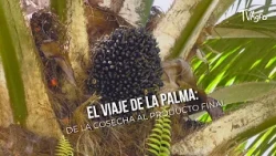 The PALM Journey: From Harvest to Final Product - TvAgro by Juan Gonzalo Angel
