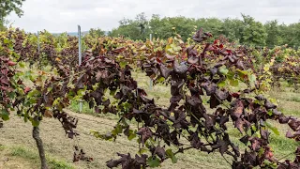 Hiába volt igazi tél, továbbra is védekezni kell a szőlőkabóca ellen