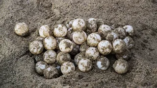 Arrested with 125 olive ridley sea turtle eggs in Ostional