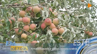Almatermesztés a változó klímára szabva