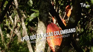 Why is Colombian Cocoa so Valuable Worldwide? - TvAgro by Juan Gonzalo Angel