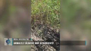 Wild animals are dying of dehydration!