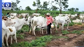 Federal Government To Deploy 780 Private Veterinarians Across The Country