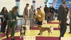 Organizovane tri izložbe sa 426 pasa
