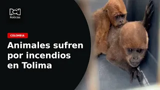 Wildfires in Tolima leave thousands of wild animals trapped by the flames