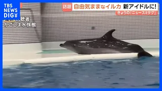A New Idol Appears! The Carefree Dolphin "Yuki" Is a Huge Hit! | TBS NEWS DIG