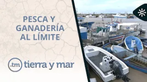 Tierra y mar | Pesca amarrada y ganaderías al límite tras las borrascas en Andalucía