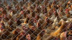 Pa. and UDSA deploy resources to control the latest avian flu outbreak