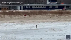 Why Chicagoans are seeing more coyotes | ChicagoLive