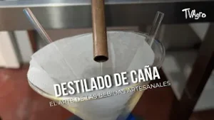 Destilado de caña,el arte de las bebidas artesanales  - TvAgro por Juan Gonzalo Angel