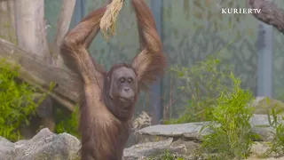 Schönbrunn's Wild Residents: Orangutans and Europe's Largest Moth