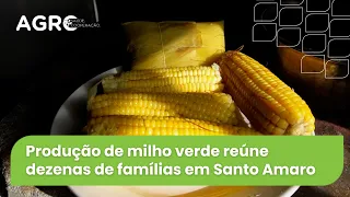 Agro Saúde e Cooperação - Milho de Santo Amaro
