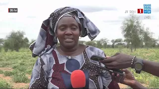 CAMPAGNE AGRICOLE À LINGUÈRE : DE BONNES PERSPECTIVES POUR LE NIÉBÉ